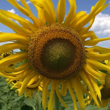 ファームステイ Agroturismo Arkaia