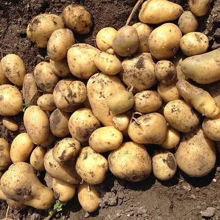 Agroturismo Arkaia ビトリア・ガステイス