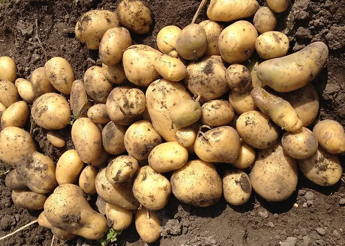 Agroturismo Arkaia 维多利亚-加斯特伊兹